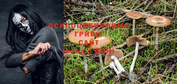 шишки Пересвет